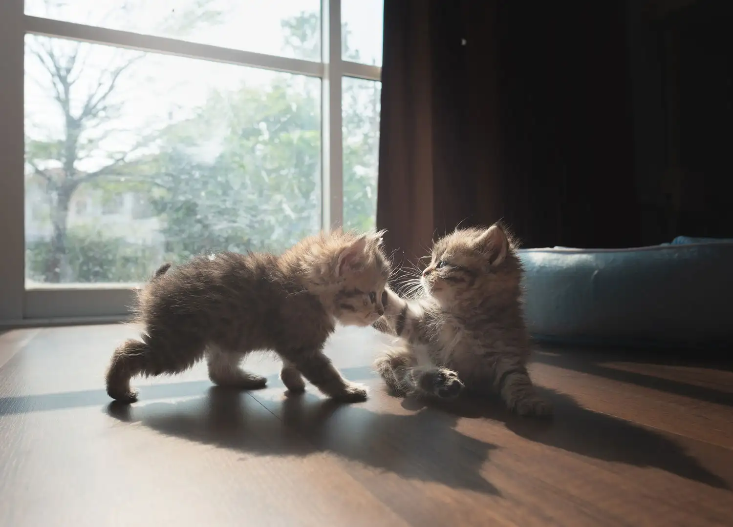 Pets-and-pet-care